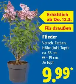 Lidl Flieder Angebot