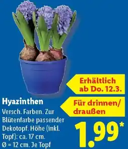 Lidl Hyazinthen Angebot