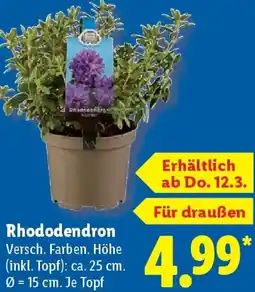Lidl Rhododendron Angebot