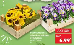 Kaufland Stiefmütterchen oder Hornveilchen in Holzkiste Angebot