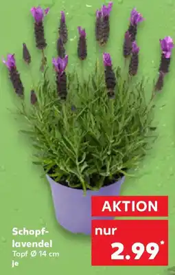 Kaufland Schopf lavendel Angebot