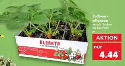 Kaufland Erdbeer pflanzen Angebot
