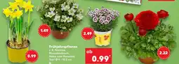 Kaufland Frühjahrspflanze Angebot