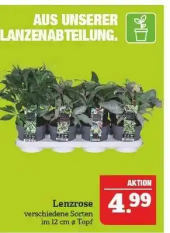 Marktkauf Lenzrose Angebot