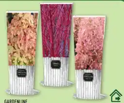 Aldi Nord Gardenline Rispenhortensie Angebot