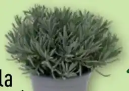 Aldi Nord Gardenline Lavendel Angebot