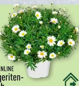 Aldi Nord Gardenline Margeriten-Busch Angebot