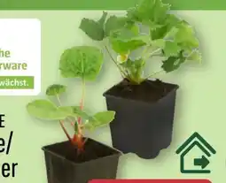 Aldi Nord Gardenline Erdbeere Angebot