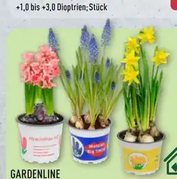 Aldi Nord Gardenline Narzissen Angebot