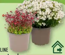 Aldi Nord Gardenline Polsterstaude Angebot