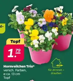 NETTO Hornveilchen Trio Angebot