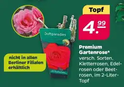 NETTO Premium Gartenrose Angebot