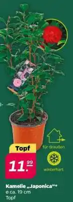 NETTO Kamelie 'Japonica' Angebot