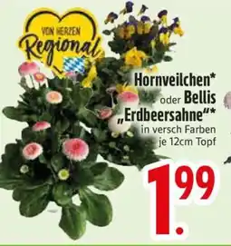 Edeka Hornveilchen oder Bellis 'Erdbeersahne' Angebot