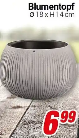 CENTERSHOP Blumentopf Angebot