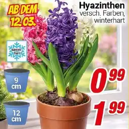 CENTERSHOP Hyazinthen Angebot