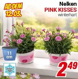 CENTERSHOP Nelken PINK KISSES Angebot