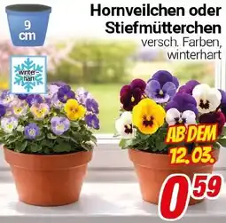 CENTERSHOP Hornveilchen oder Stiefmütterchen Angebot