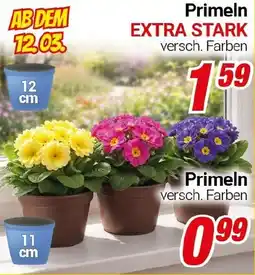 CENTERSHOP Primeln EXTRA STARK Angebot