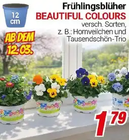 CENTERSHOP Frühlingsblüher BEAUTIFUL COLOURS Angebot