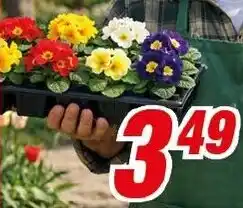 CENTERSHOP Primeln Angebot