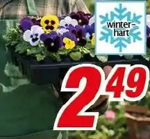 CENTERSHOP Stiefmütterchen/ Hornveilchen Angebot