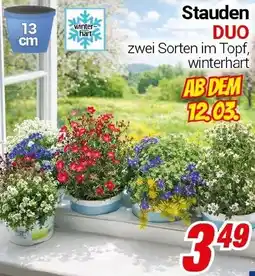 CENTERSHOP Stauden DUO Angebot