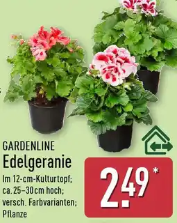Aldi Nord GARDENLINE Edelgeranie Angebot