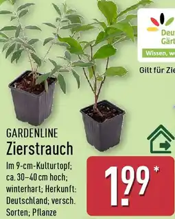 Aldi Nord GARDENLINE Zierstrauch Angebot