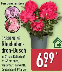 Aldi Nord GARDENLINE Rhododendron-Busch Angebot