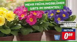 CENTERSHOP Frühlingsprimeln Angebot
