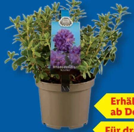Rhododendron 1 stk Angebot bei Lidl
