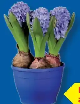 Lidl Hyazinthen Angebot
