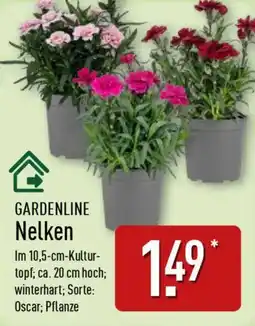 Aldi Nord GARDENLINE Nelken Angebot