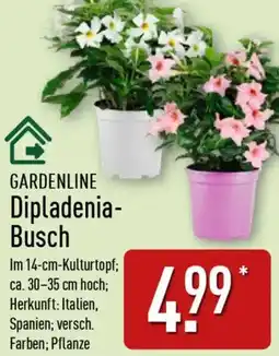Aldi Nord GARDENLINE Dipladenia- Busch Angebot