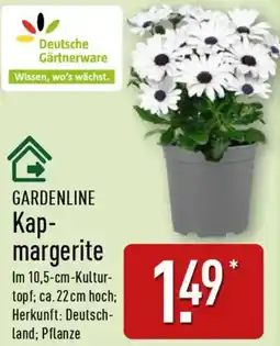 Aldi Nord GARDENLINE Kap- margerite Angebot