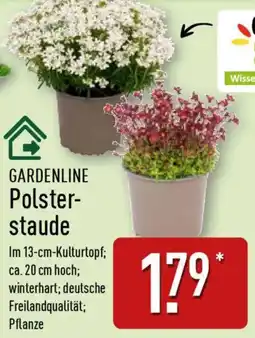 Aldi Nord GARDENLINE Polster staude Angebot