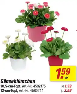 toom Baumarkt Gänseblümchen 10,5-cm-Topf, Angebot