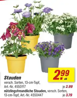 toom Baumarkt Stauden 13-cm-Topf Angebot