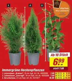 toom Baumarkt Immergrüne Heckenpflanzen Angebot