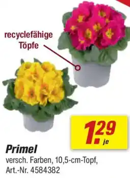 toom Baumarkt Primel Angebot
