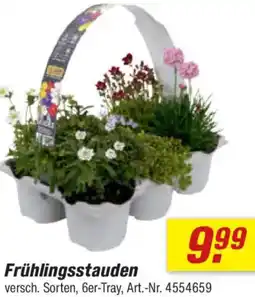 toom Baumarkt Frühlingsstauden Angebot