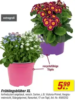 toom Baumarkt Frühlingsblüher XL Angebot