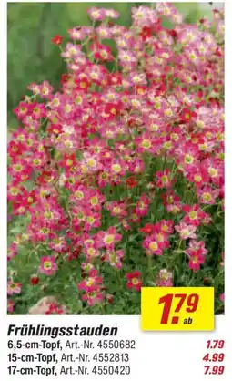 toom Baumarkt Frühlingsstauden Angebot