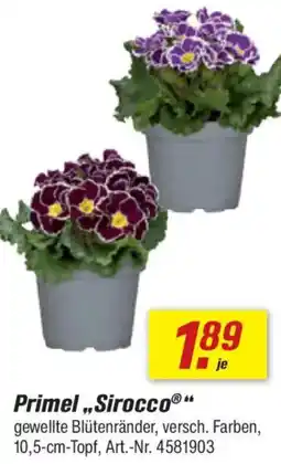 toom Baumarkt Primel ,,Sirocco" Angebot