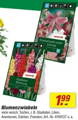 toom Baumarkt Blumenzwiebeln Angebot