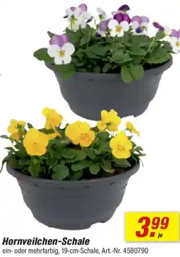 toom Baumarkt Hornveilchen-Schale Angebot