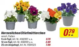 toom Baumarkt Hornveilchen/Stiefmütterchen Angebot