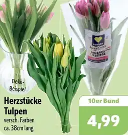 Aktiv Irma Herzstücke Tulpen Angebot