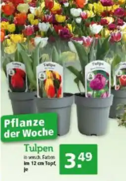 Multi Markt Tulpen Angebot